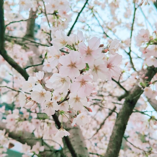 久々の投稿になっちゃいました。

4月からいよいよ新学期スタート…🌸

私のプロフィール写真も新しくしました。

私事ですが、髪が生えてきましたので♡

病気の治療で髪を失って
ベレー帽姿でしたが
これでプロフィール写真も完全回復です😊

さてさて今年も愛知県内にて3つの学校と契約いただきました。

はじめましての人も、2年目の人も、一緒に合格に向けて頑張っていきましょう

#登録販売者試験勉強 
#専門学校生 
#満開