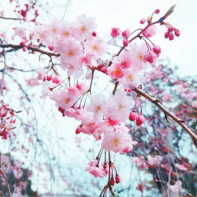 @koushoji_temple　八事の興正寺の桜がとても綺麗でした。
今日は講師仲間の方とランチをして
一緒に八事の興正寺までふらふら。

幸せな気持ちになりました。

学校の講師(非常勤)は
だいたい3月〜4月の初旬までは
時間にゆとりのある人が多いです

だから春休み中は色んな先生たちと
食事会が多くなります

来週から授業が始まると大忙しなので🫨

春休み最後に、今日はゆっくりとした
有意義な時間を過ごせました

さてさて予告です
名古屋葵大学（@nagoya_aoi ）にて
5月から
医薬品登録販売者の試験対策講座が
実施されます

そこで私が講師を担当します✌

オープンカレッジなので
名古屋葵大学の学生さん以外でも
だれでも申し込み可能です

一般の方でも受講可能ですので
お薬の資格が欲しい！って人はもちろん
私の講義に興味のある方や
久々に大学で勉強をしてみたいって方

若者から高齢者まで
みーんなウェルカムです😊

一緒に合格目指しましょう

また詳しくは
近日中に投稿しますね

ひとまず今日はこれで。
#医薬品登録販売者
#登録販売者試験勉強 
#名古屋葵大学