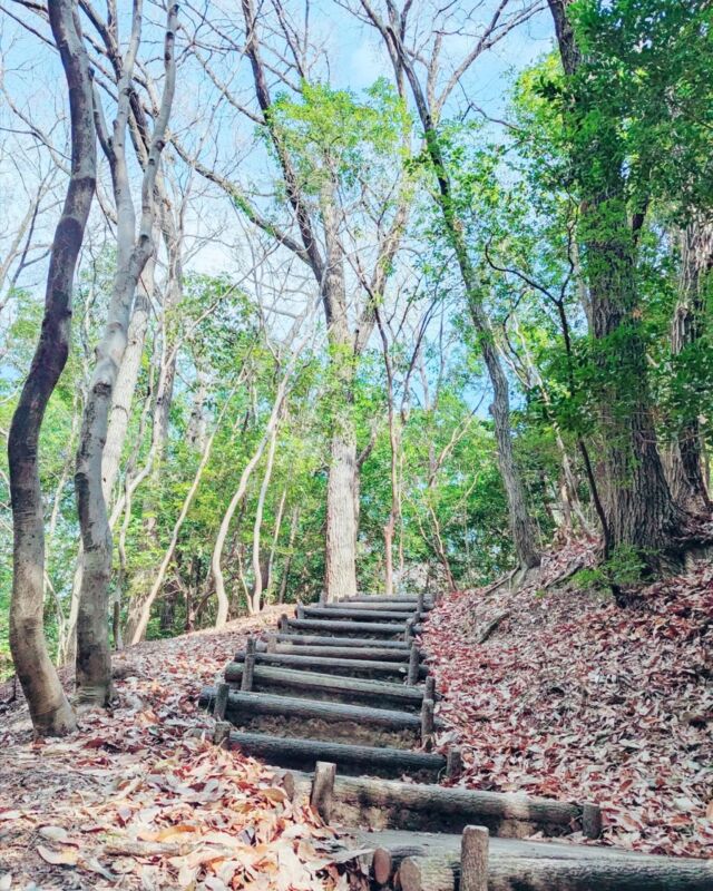 #岩崎城 の周りはまるでジブリの世界みたいですね
春祭りがあったので、行ってきました

お城の周りは美しく
散策を楽しめるスポットでした

愛知県にいるのに
初めて行ったお城🏯

さくさくとした落ち葉の音と
桜吹雪が同時に楽しめて素敵〜☆

帰りは#スギ薬局 へ寄りました
教え子ちゃんの就職先は
やっぱりドラッグストアが多いので

会えるかな？と思ったけど
今日は会えず

東海地方のどの薬局に行っても
教え子ちゃんたちに必ず会う〜
みたいな現象に徐々になりつつあります😂

新学期が始まるとすぐ
就職活動がスタートするので
大人の顔になっていく生徒の姿を見るのが
とっても楽しみです

#登録販売者
#登録販売者試験勉強
#講師業
#非常勤講師
#ドラッグストア 
#講師のお仕事