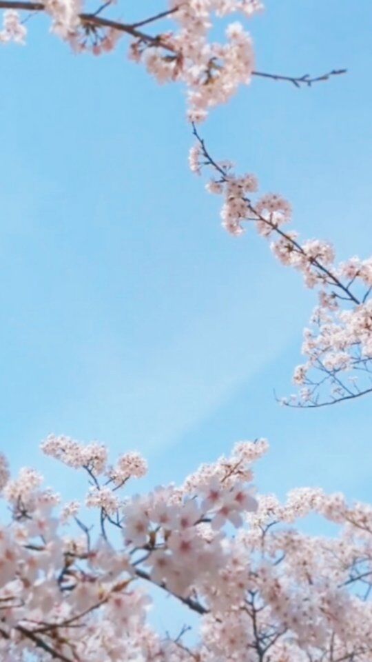 今日は杁ヶ池公園でお花見ピクニックをしました🌸
ここは桜も池も野鳥も楽しめる、とっても癒される私の大好きな公園です

満開の桜の下に座り
きらきらとした池を眺め
カモの可愛い鳴き声や
泳ぐ水音を聴きながら
サンドイッチを頬張っていると…

鳩ぽっぽがやってきます

風が吹くとひらひらと桜吹雪が…♡

なんて幸せなんだろう！って
心ゆくまで噛み締めました

モリコロパークもいいけれど、杁ヶ池公園にもぜひ訪れてもらいたい✨️

さて、私の春休みは明日までです
月曜日からは新年度の授業がスタートする学校や、会議があったりで、一気に仕事モードへ☆

こんなに素敵な桜を見て
心の充電は満タンです

心新たにしっかりとお仕事に取り組めそうです

#杁ヶ池公園
#お花見スポット 
#登録販売者試験勉強 
#講師